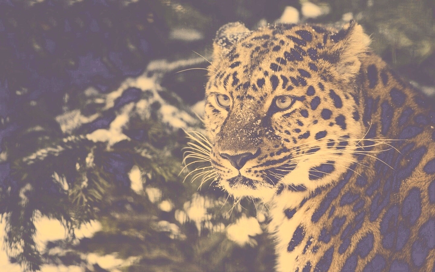 Леопард у заснеженной ели обои