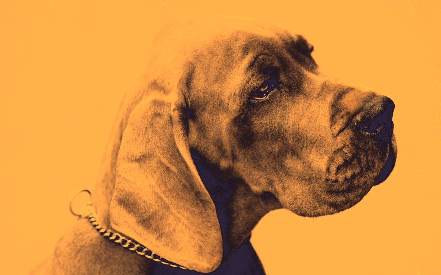 Грустная собака обои