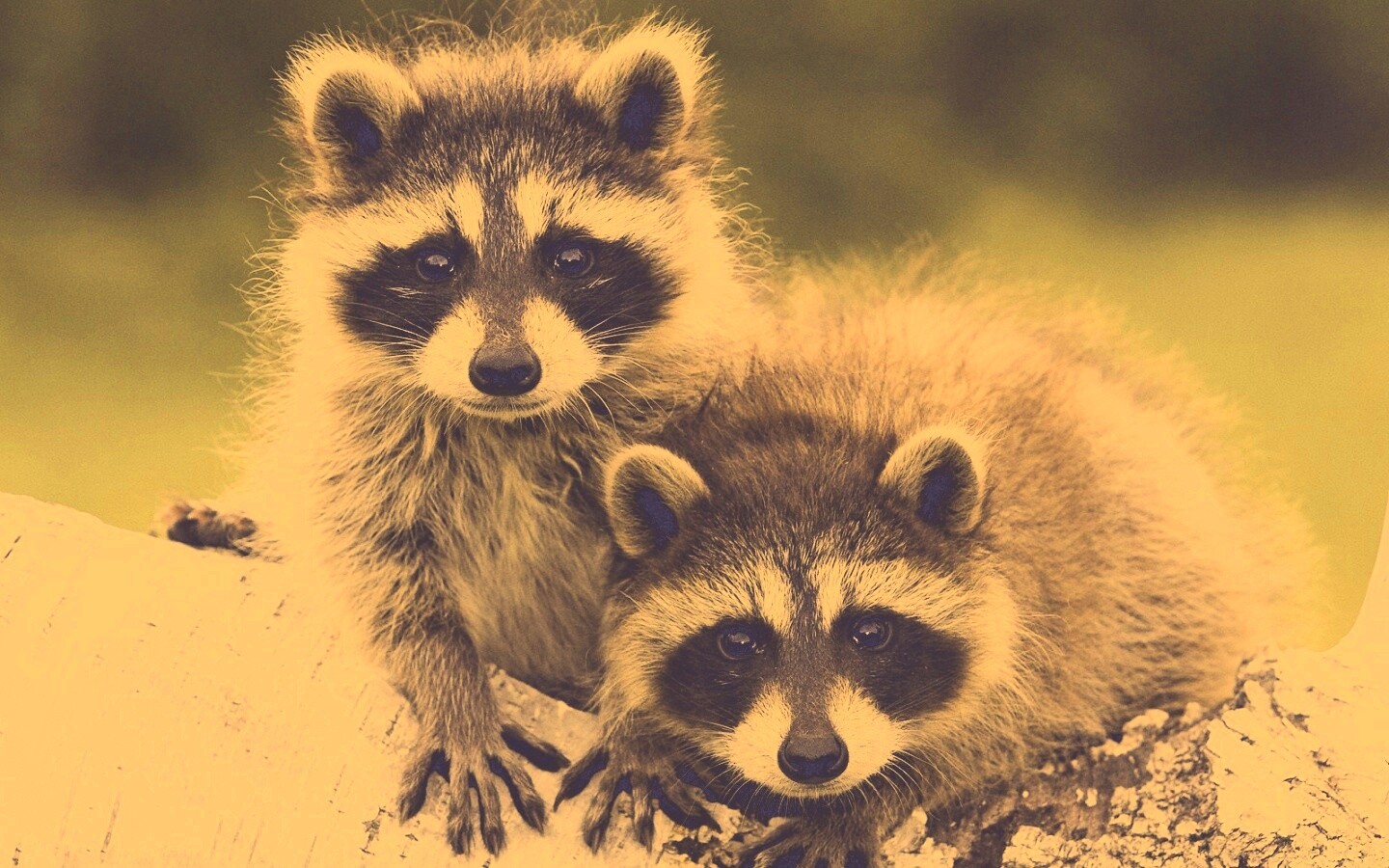 Полосатики обои