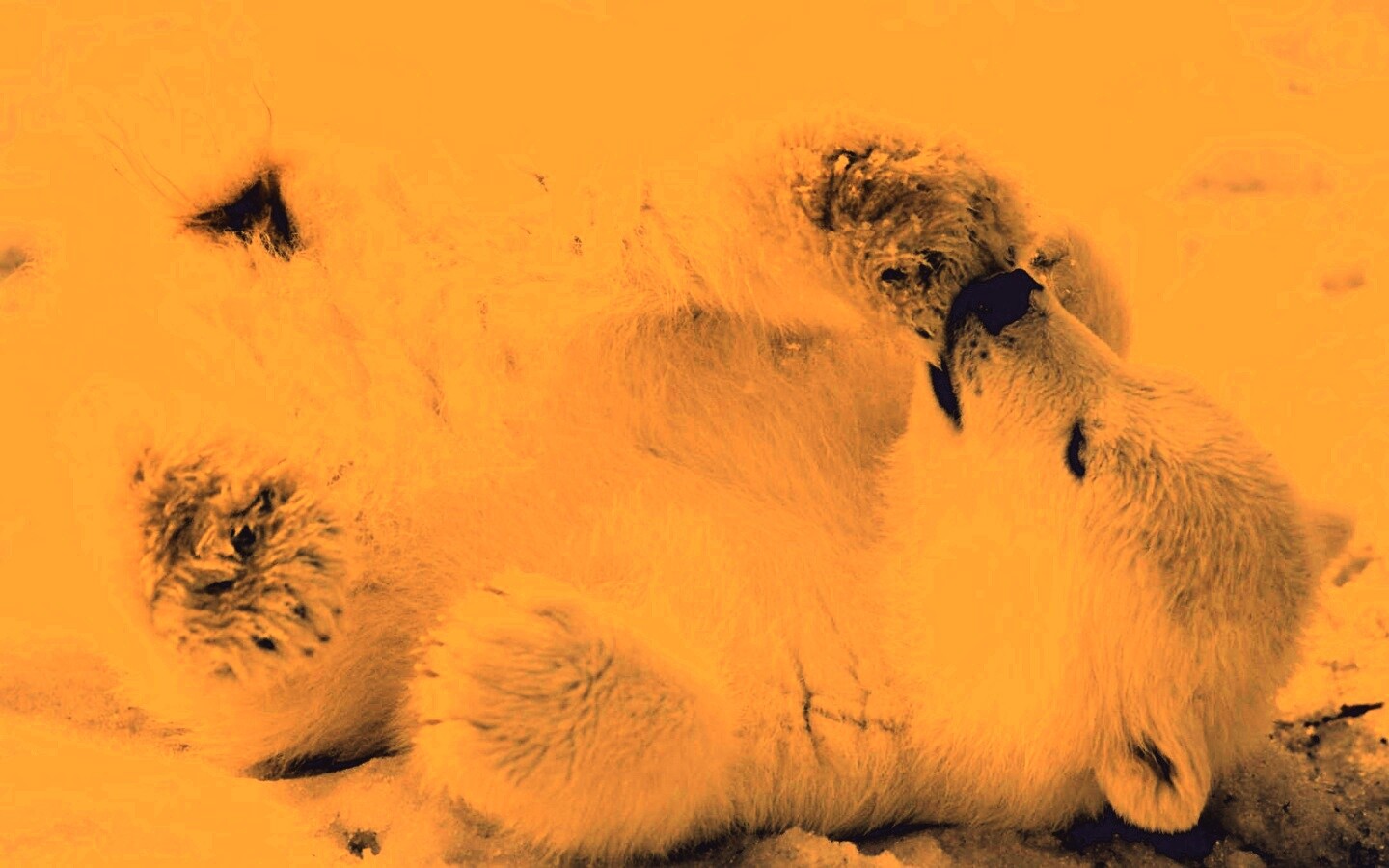 Мишка на севере обои