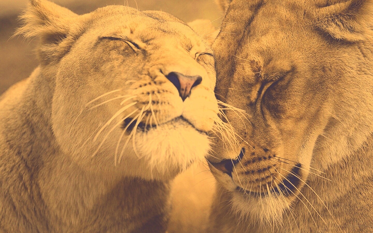 Нежные львы обои