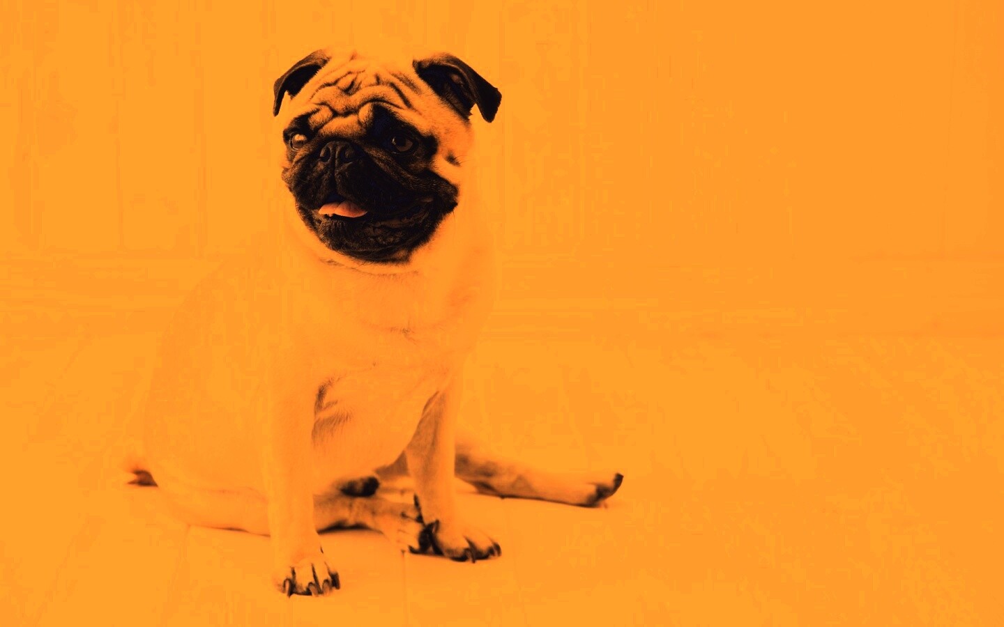 Симпатичный мопс на полу обои