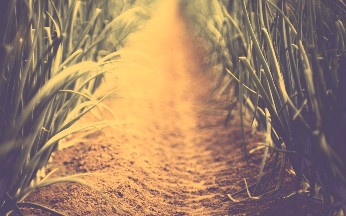 Тропинка в траве обои