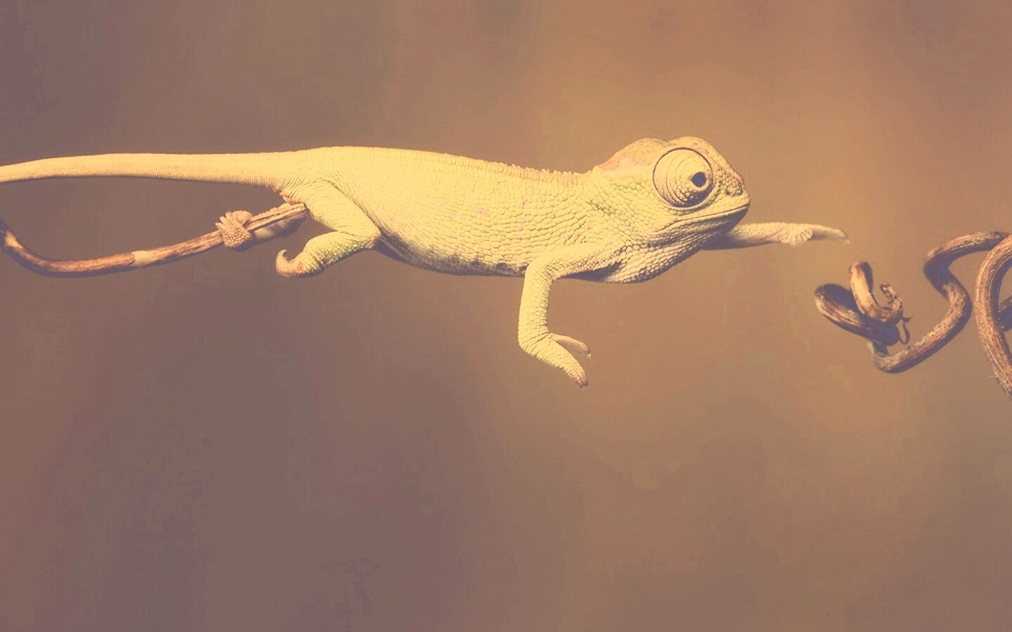 Ящерка тянется к ветке обои