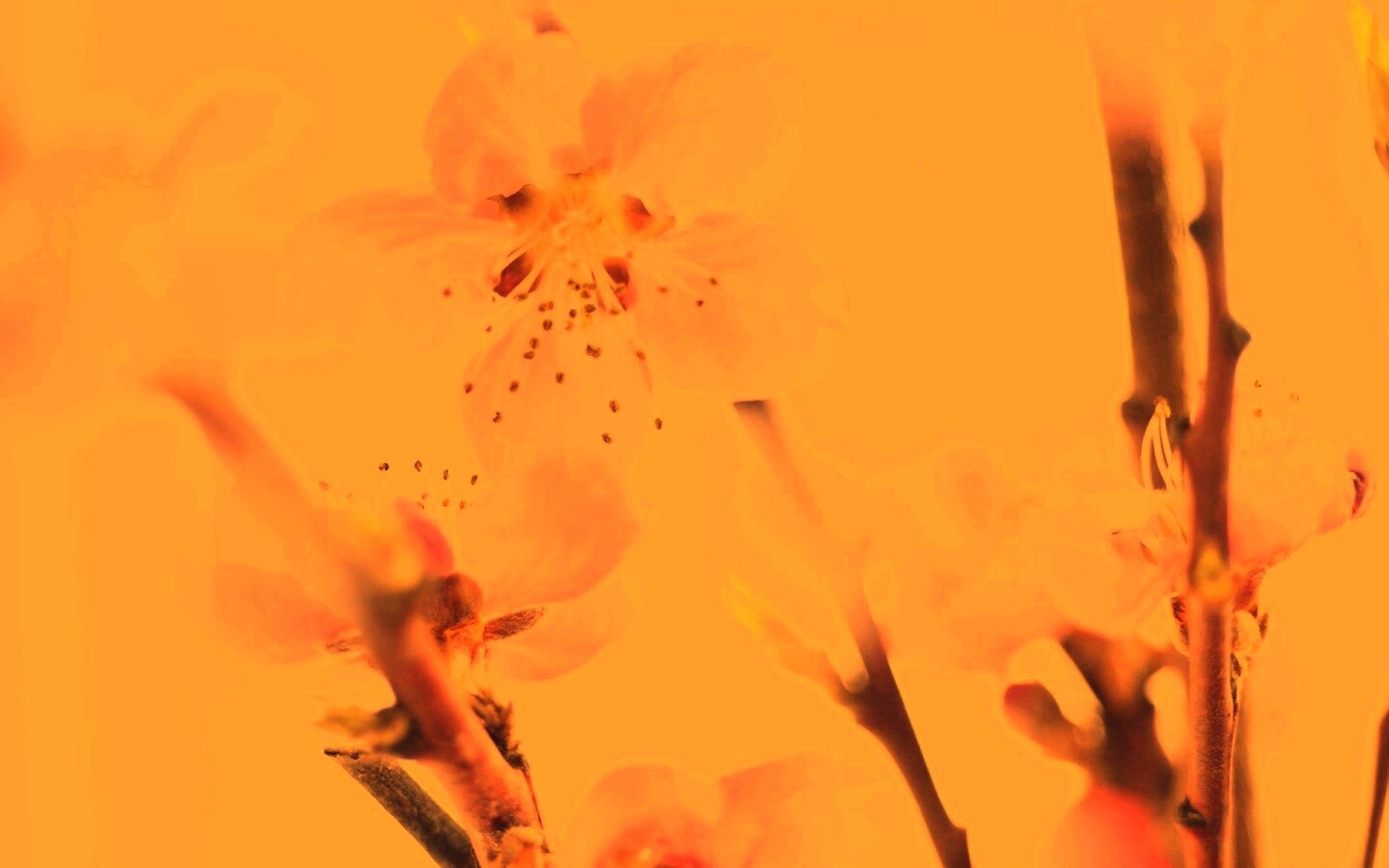 Нежные розовые цветы обои