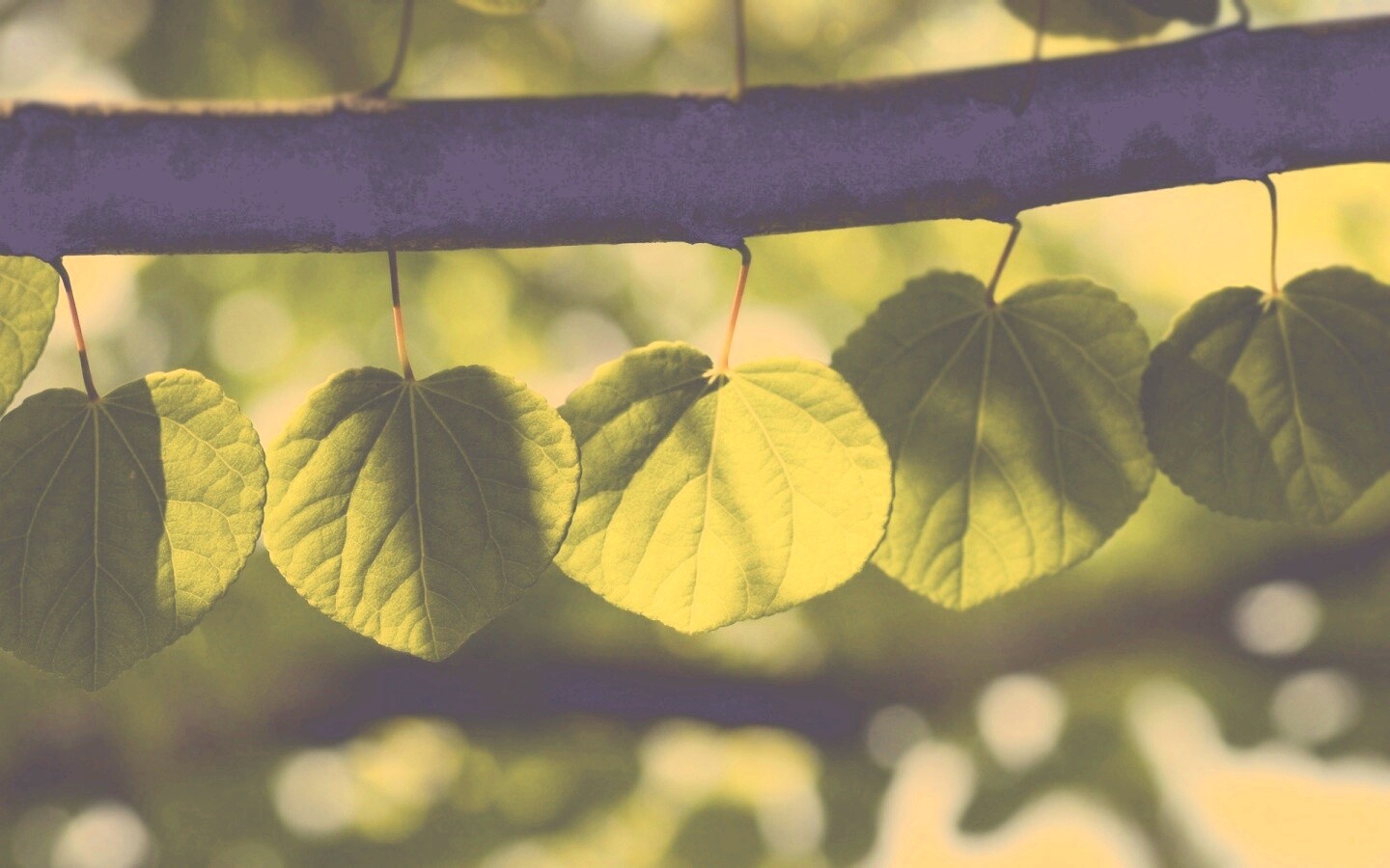 Ветка с зелеными листочками обои