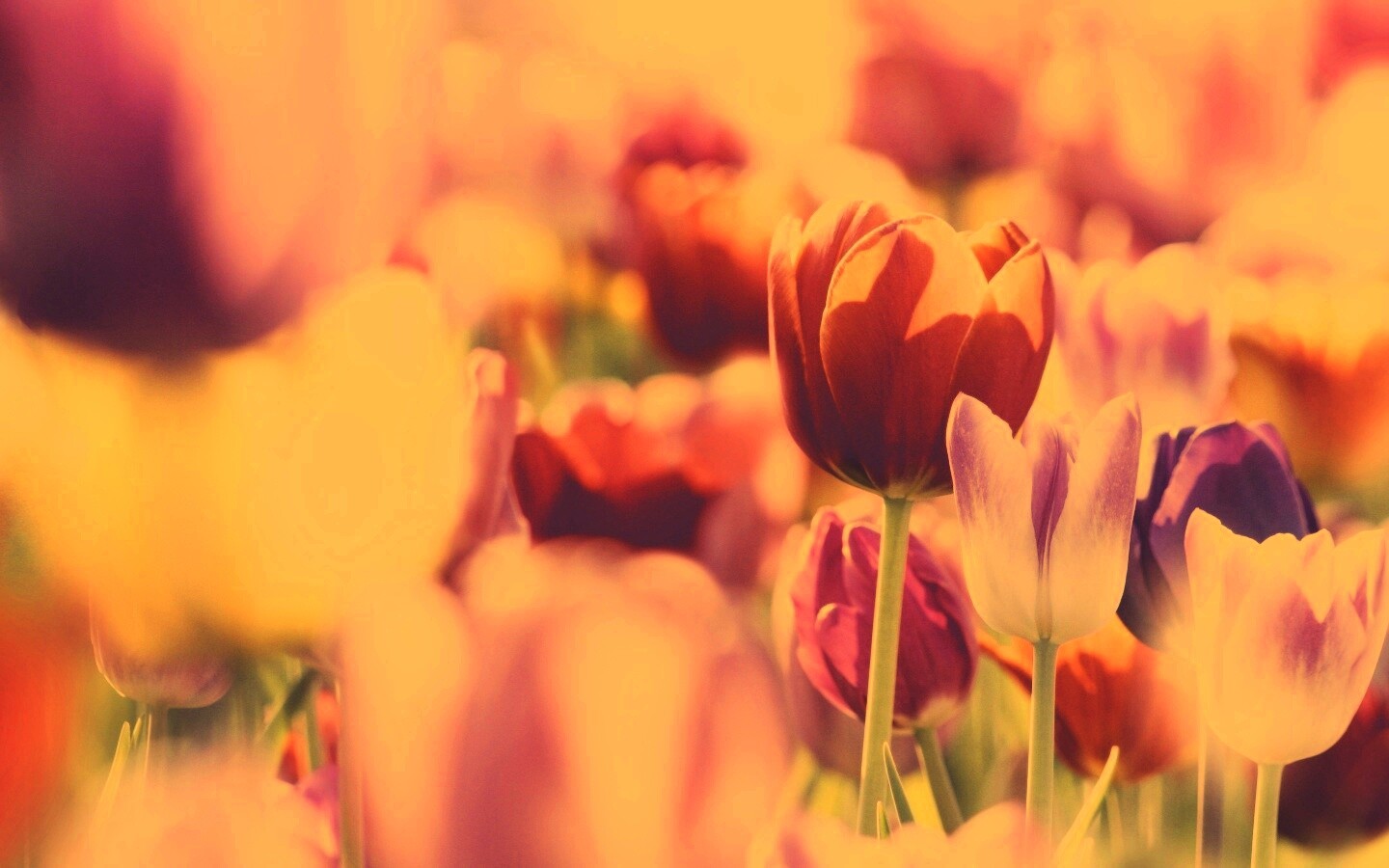 Красивые тюльпаны обои