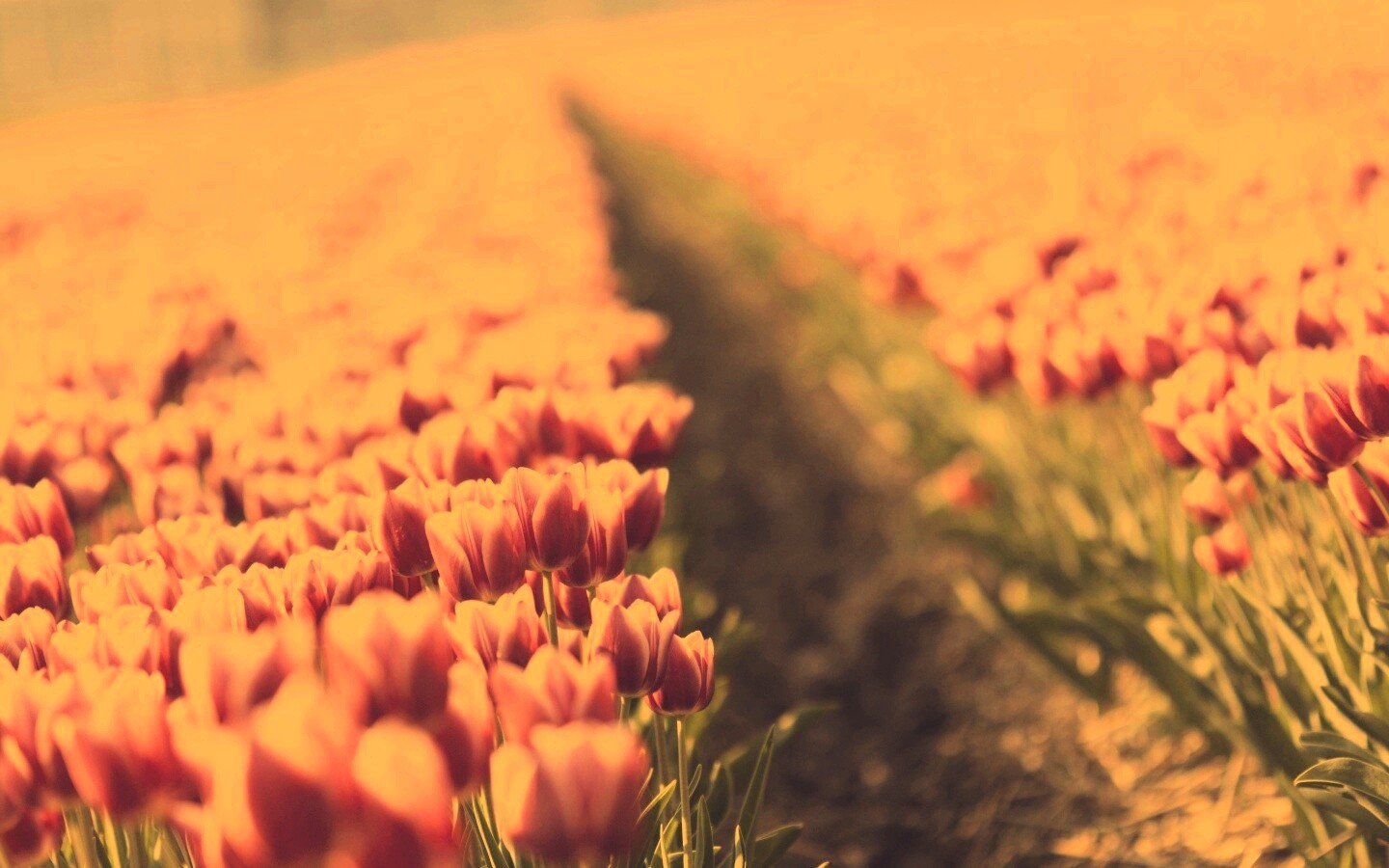 Тропинка в поле розовых тюльпанов обои