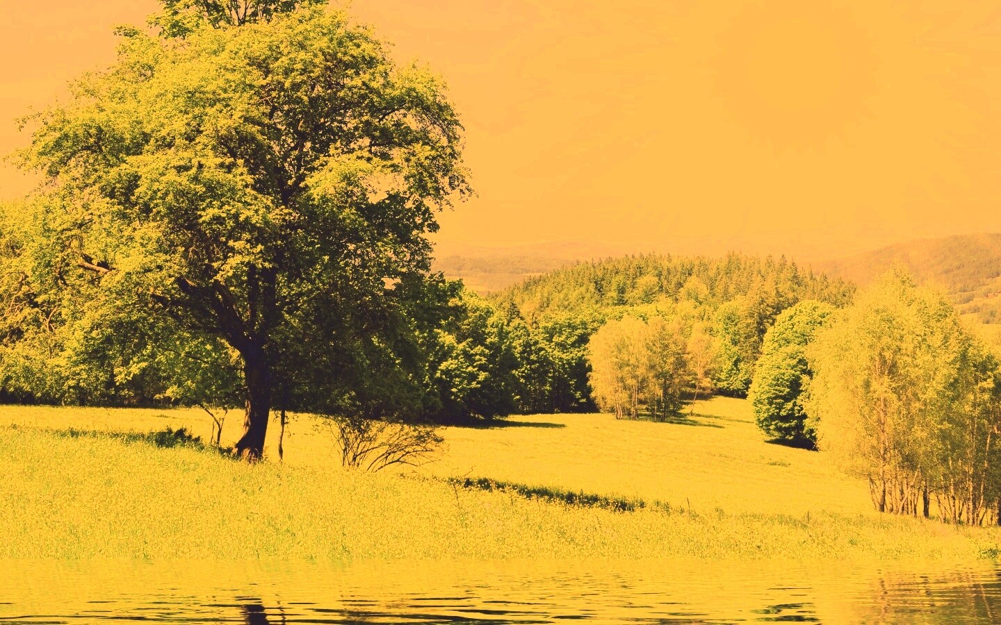 Дерево у воды обои