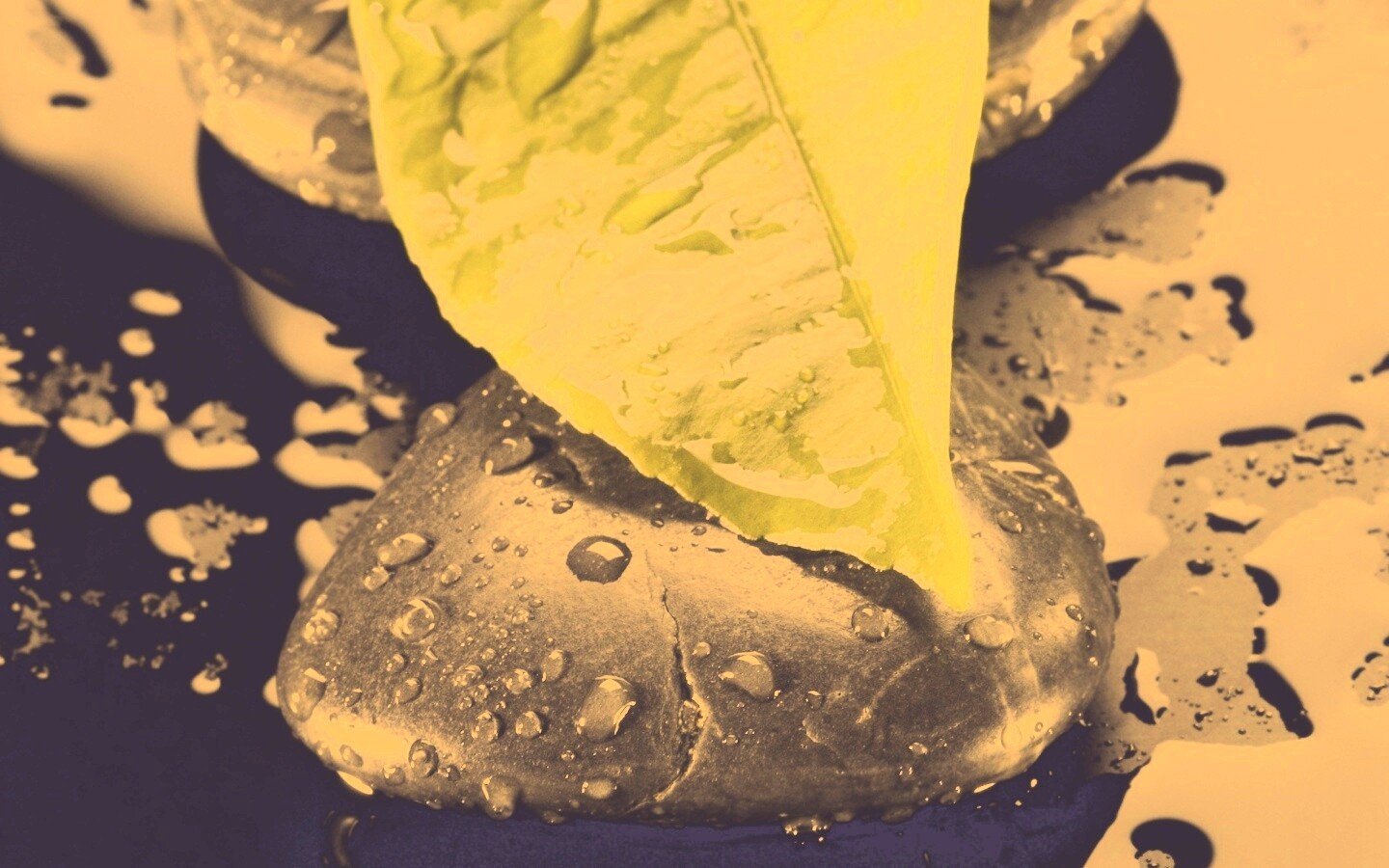 Зеленый лист на черных камнях обои