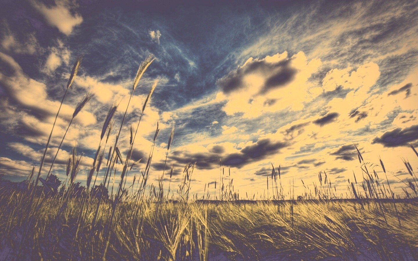 HDR Поле обои