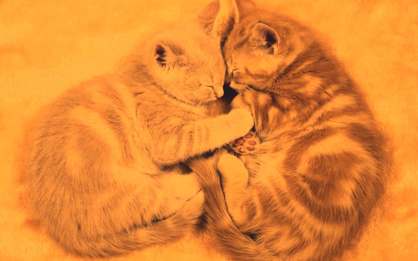 Рыжие котята в обнимку обои