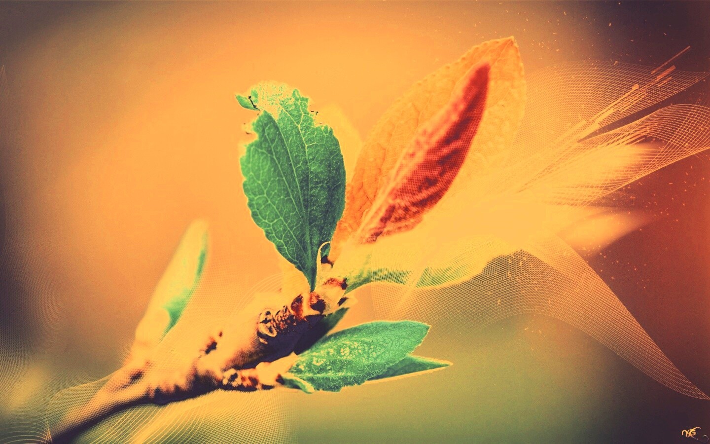 Разноцветные листья обои