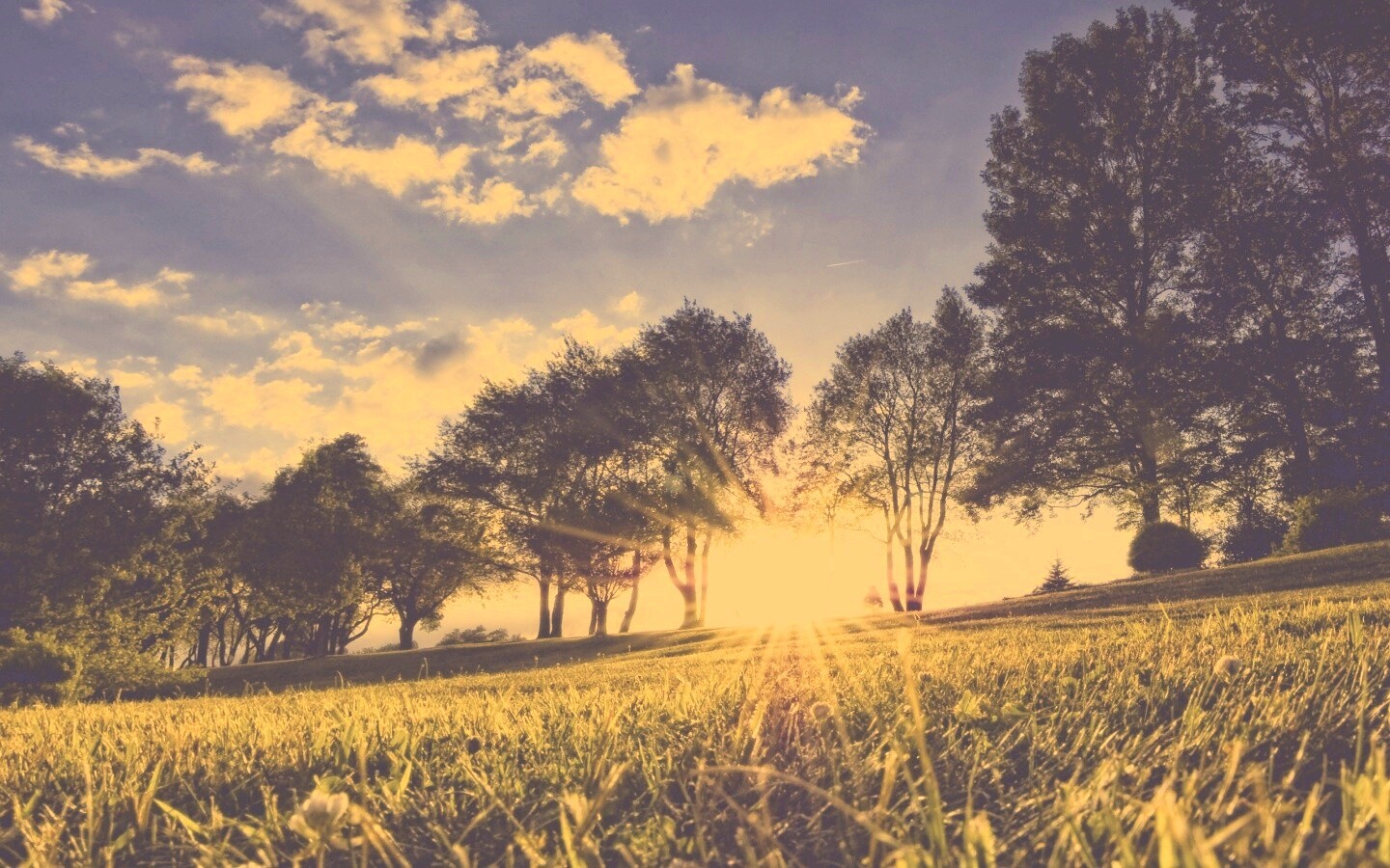 Лучи солнца на траве обои