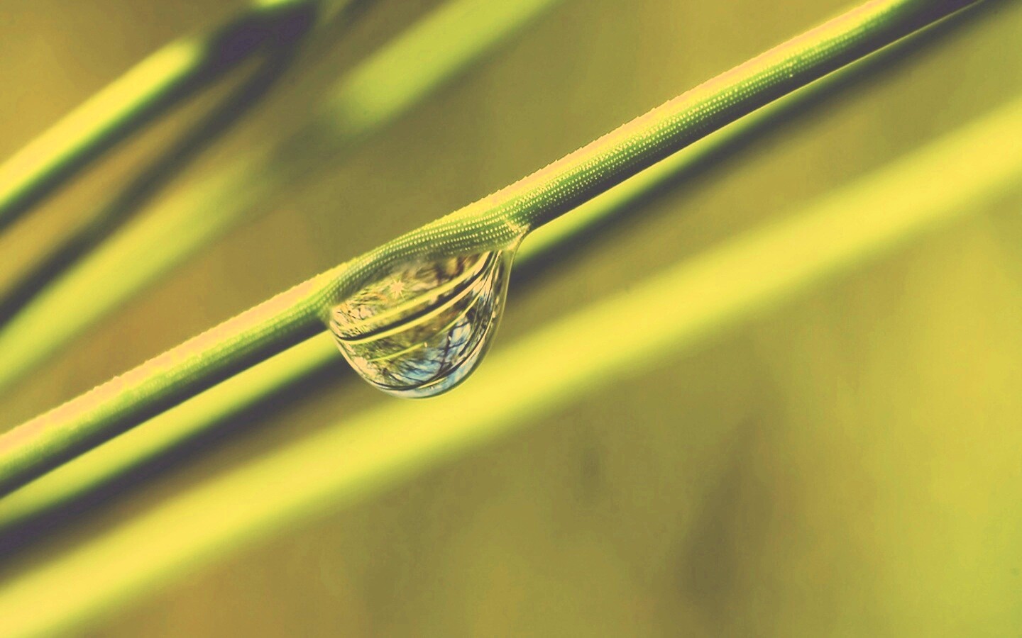 Капелька воды на стебле обои