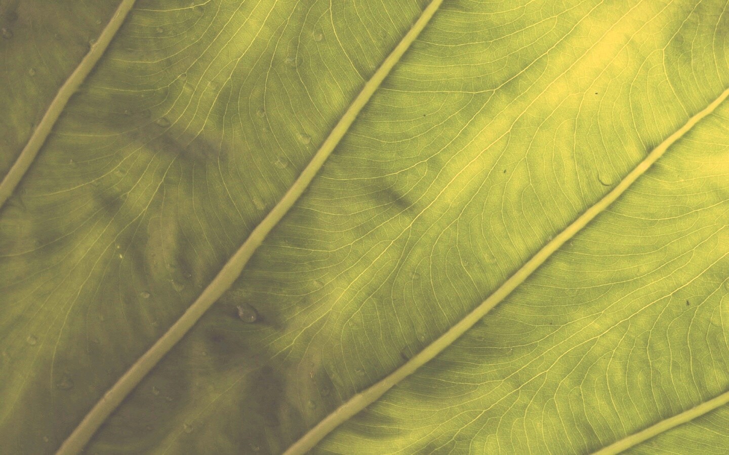 Прожилки на листе обои