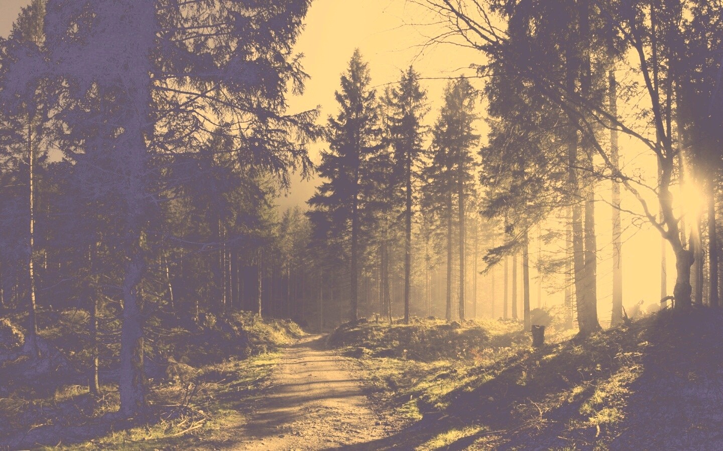 Лесная дорога обои