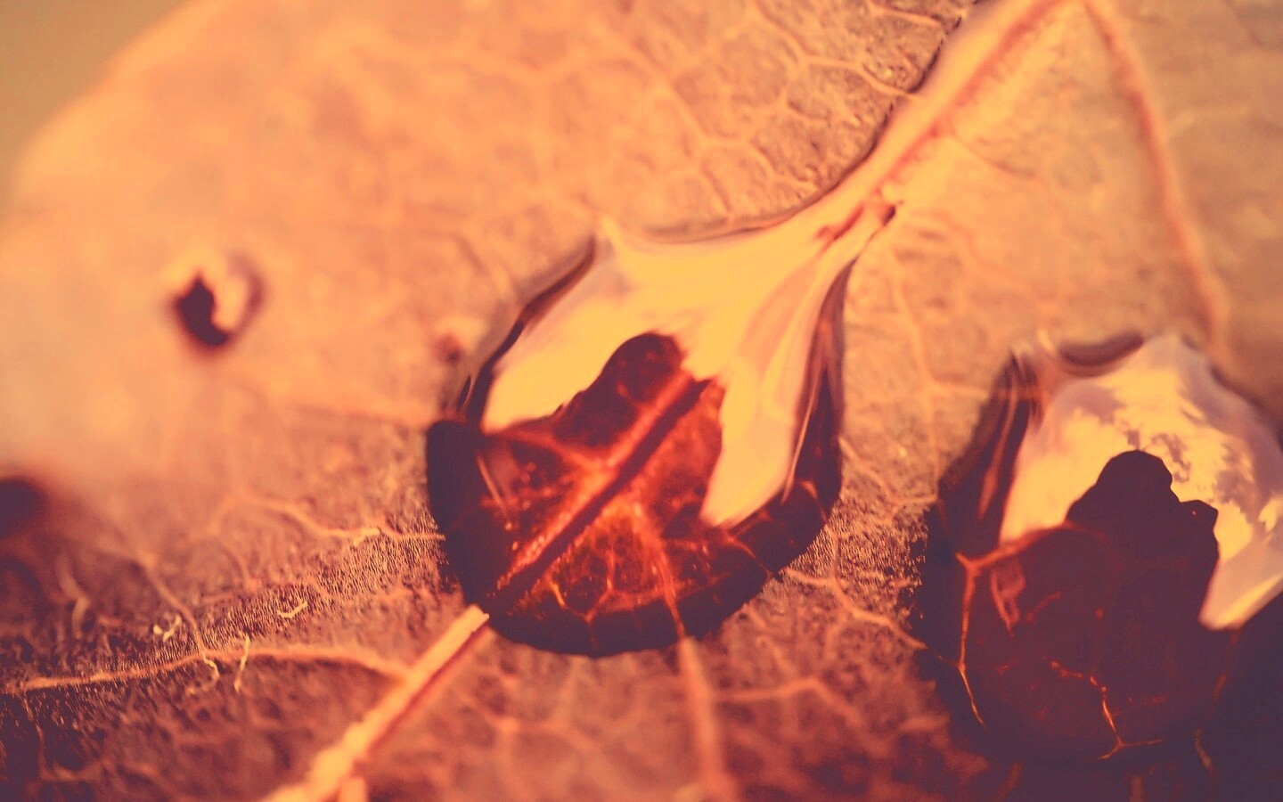 Две капли на красном листке обои