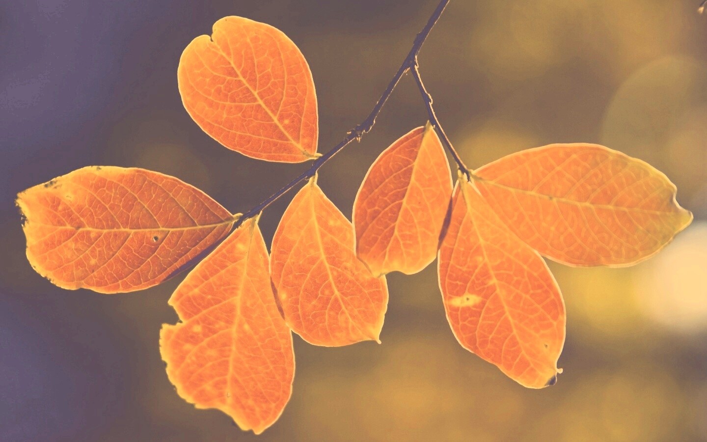 Ветка с оранжевыми листьями обои