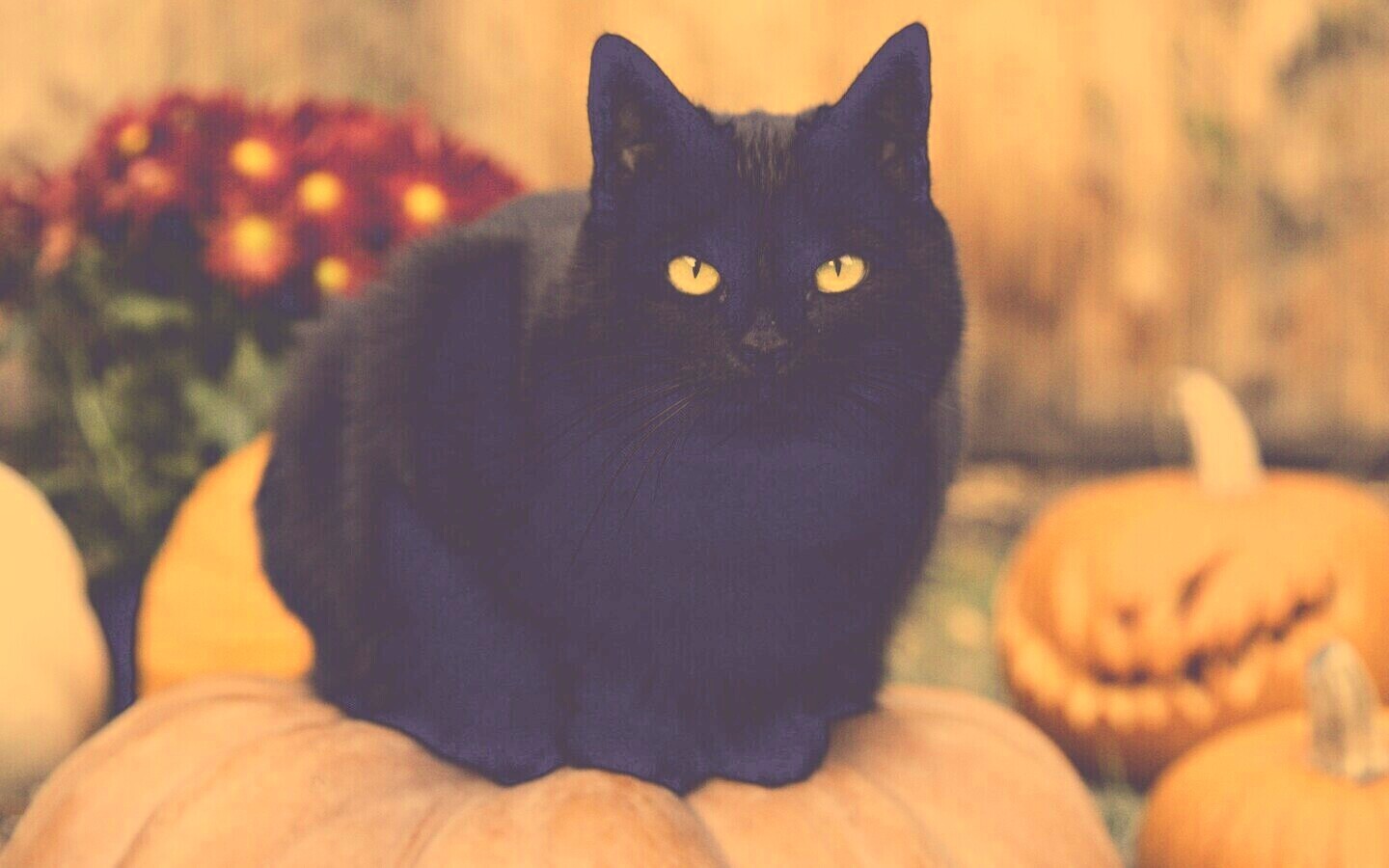 Чёрный кот на тыкве обои