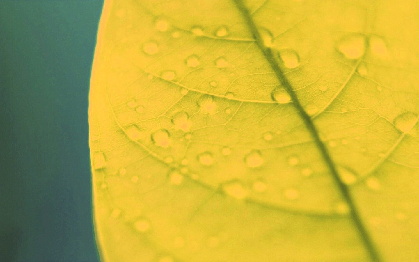 Зеленый листик в макро обои