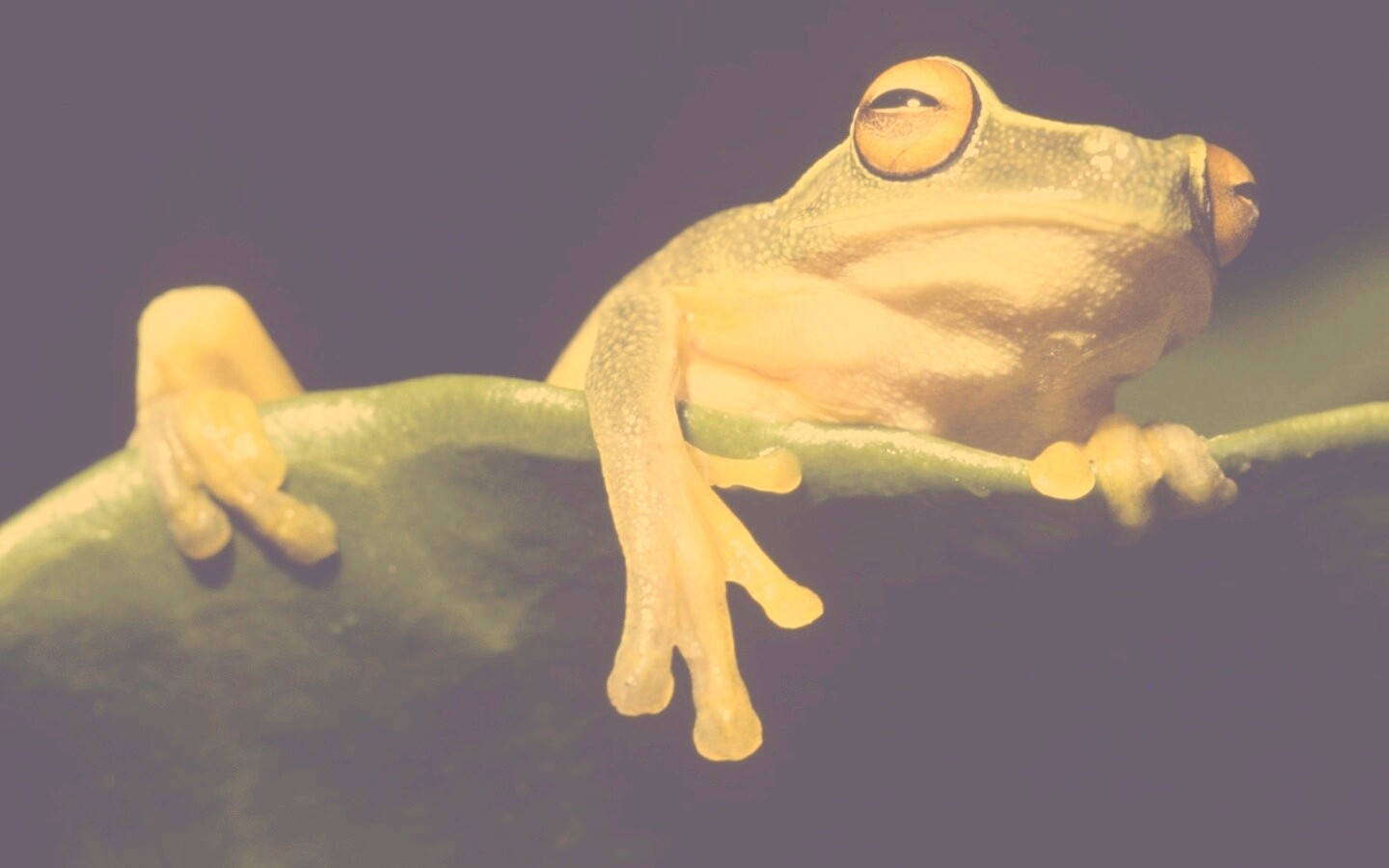 Лягушка на отдыхе обои
