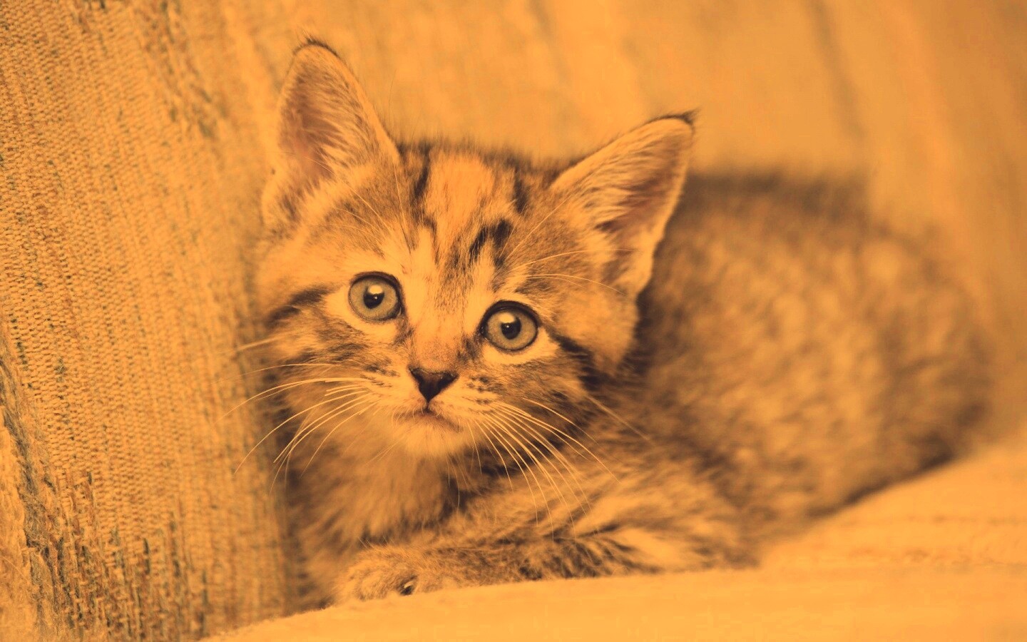 Милый маленький котенок обои