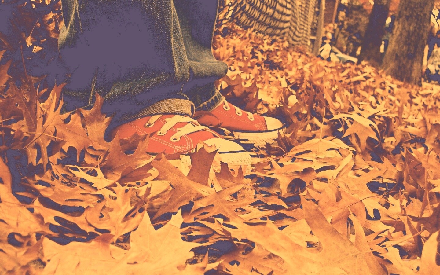 Оранжевые кеды обои