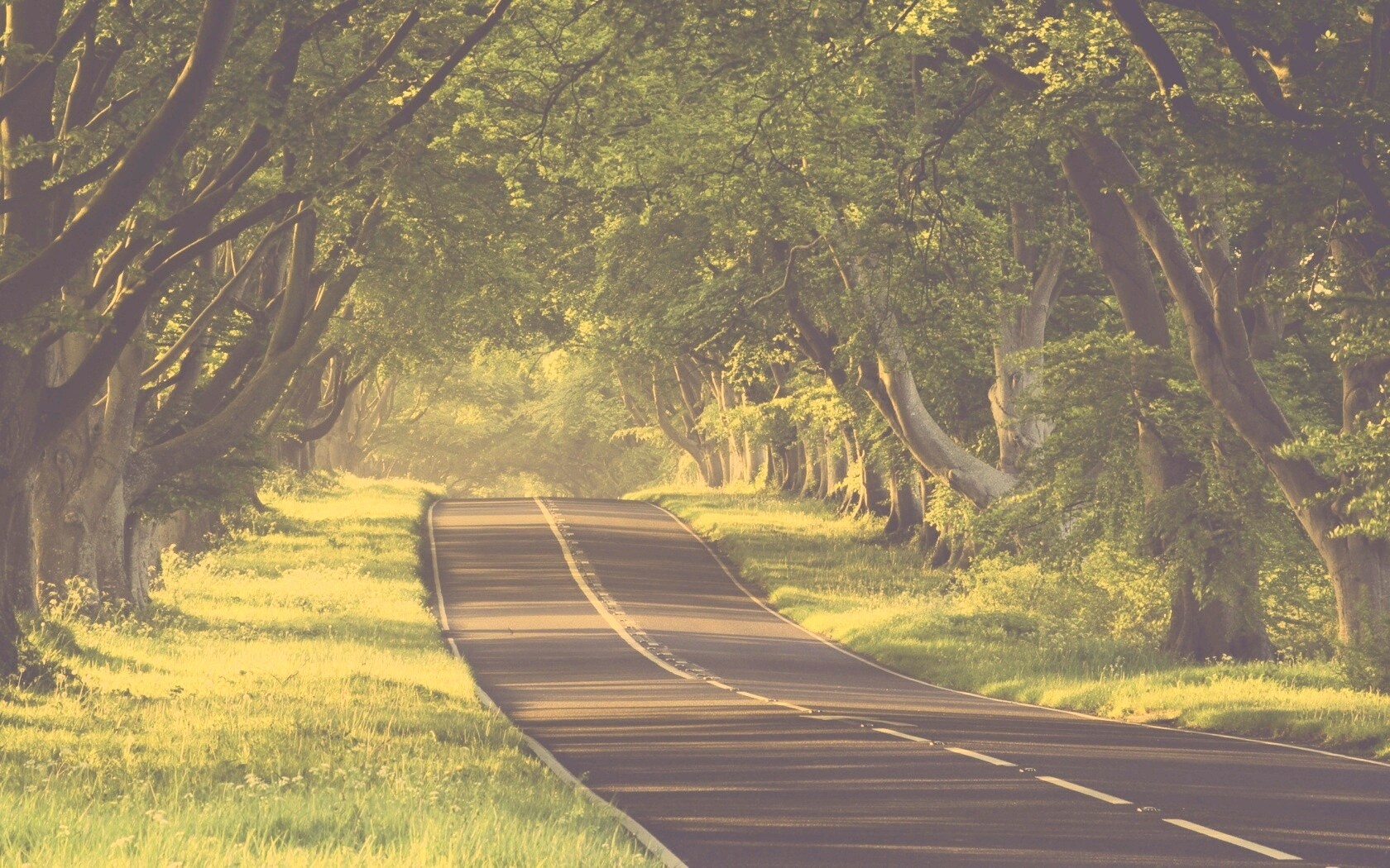 Трасса в тени деревьев обои