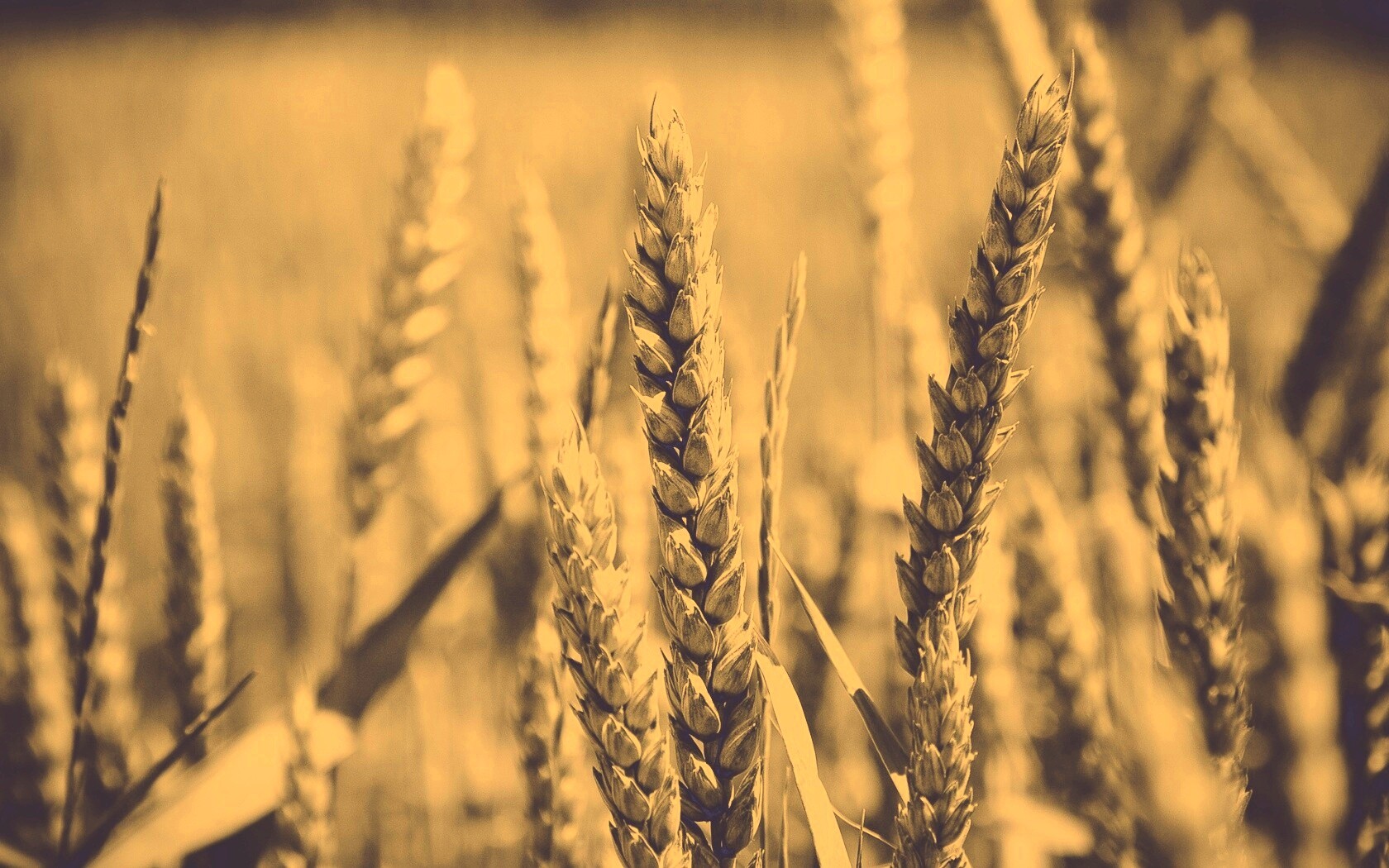 Молодые пшеничные колосья обои