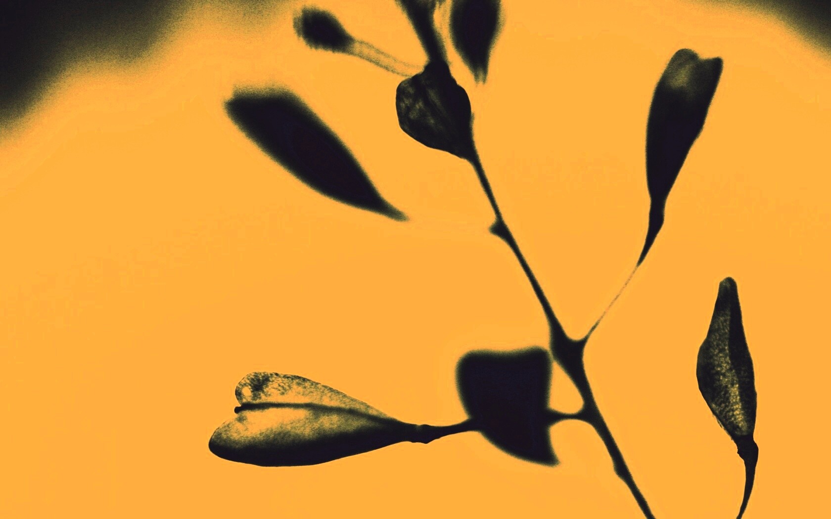 Усыхающие листья обои