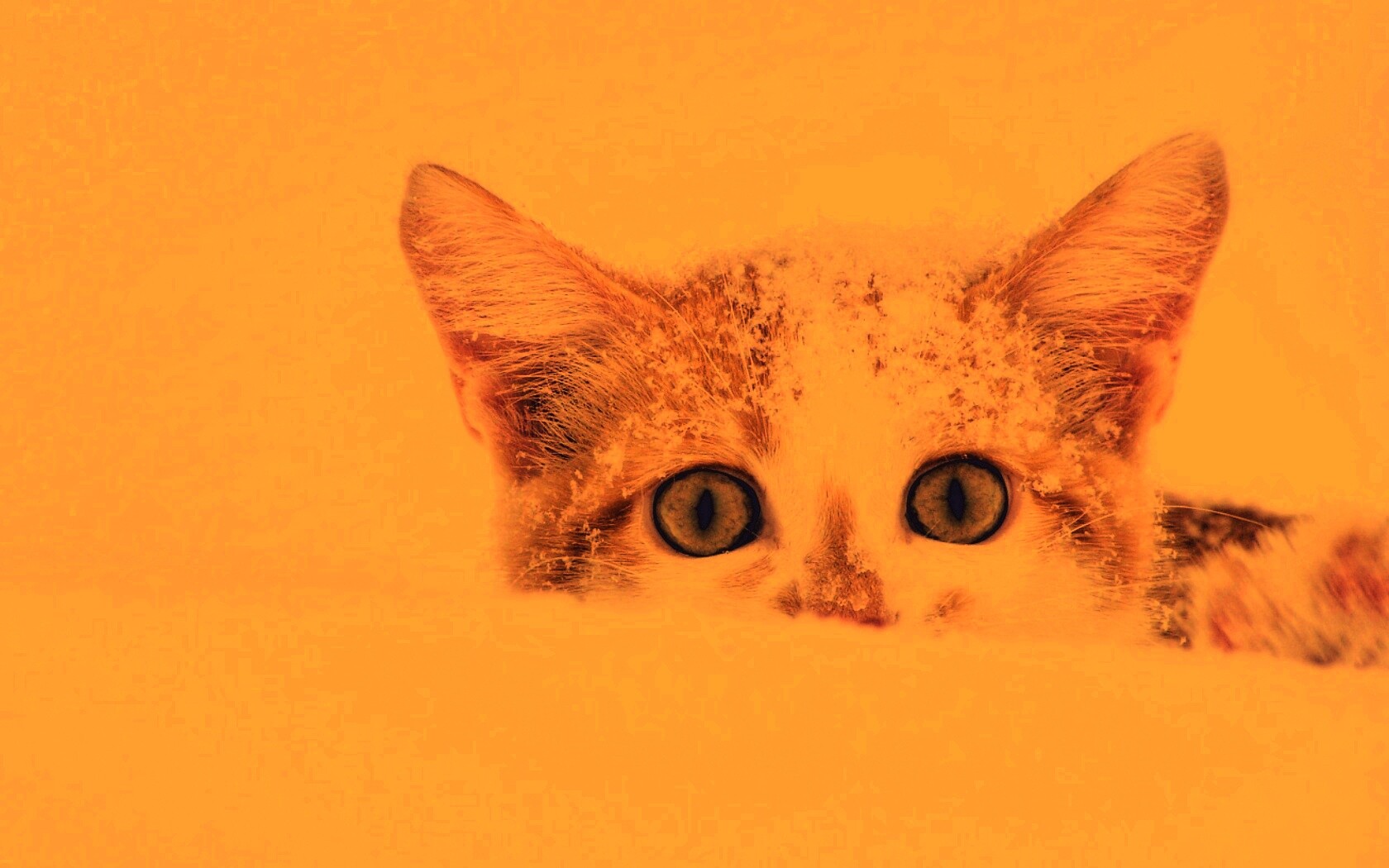 Рыжий котёнок в снегу обои