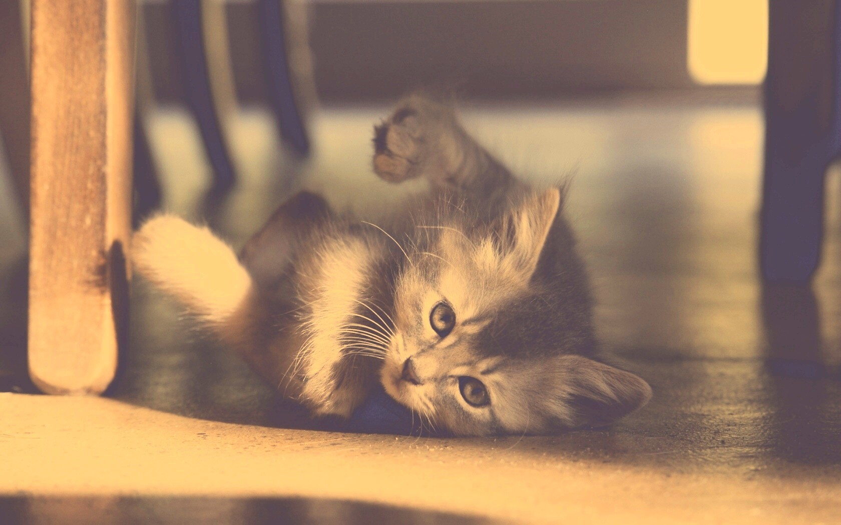 Котенок играет под стулом обои