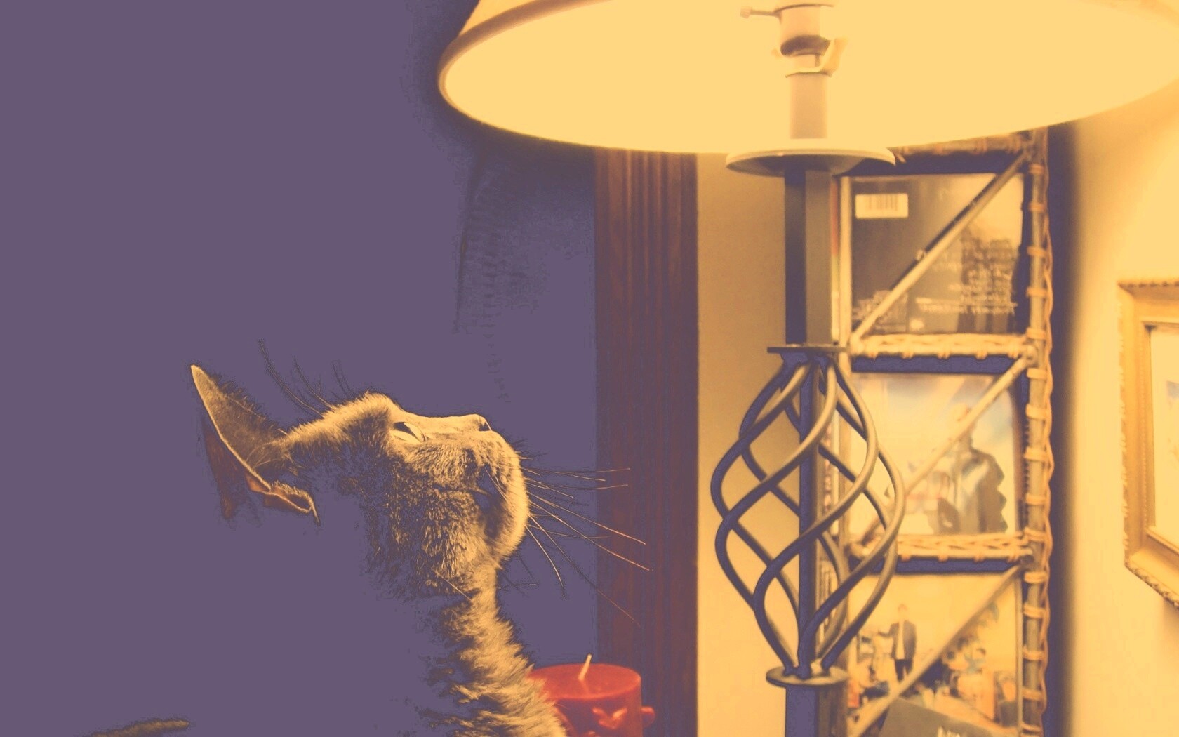 Кот смотрит под торшер обои