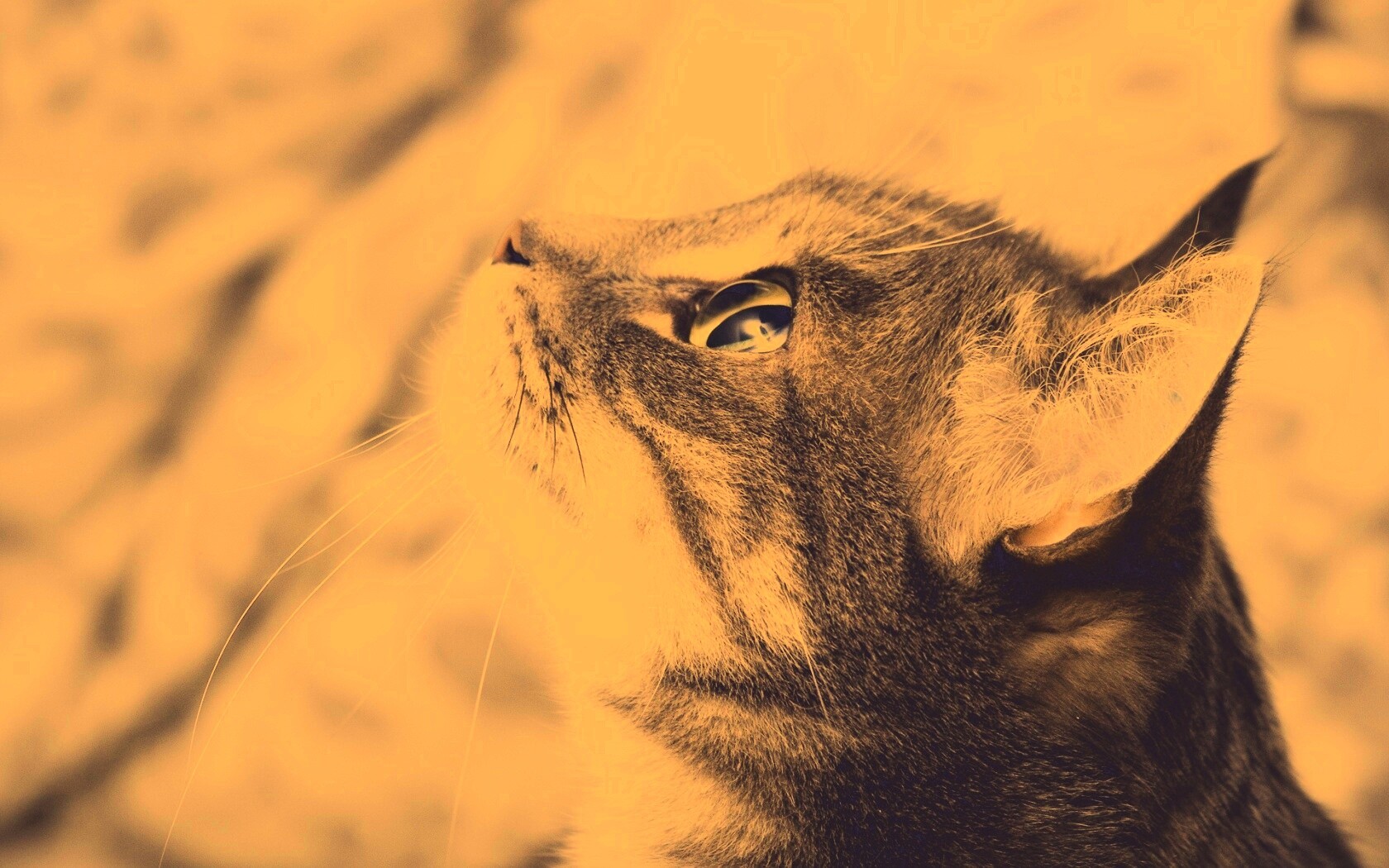 Котик смотрит верх обои