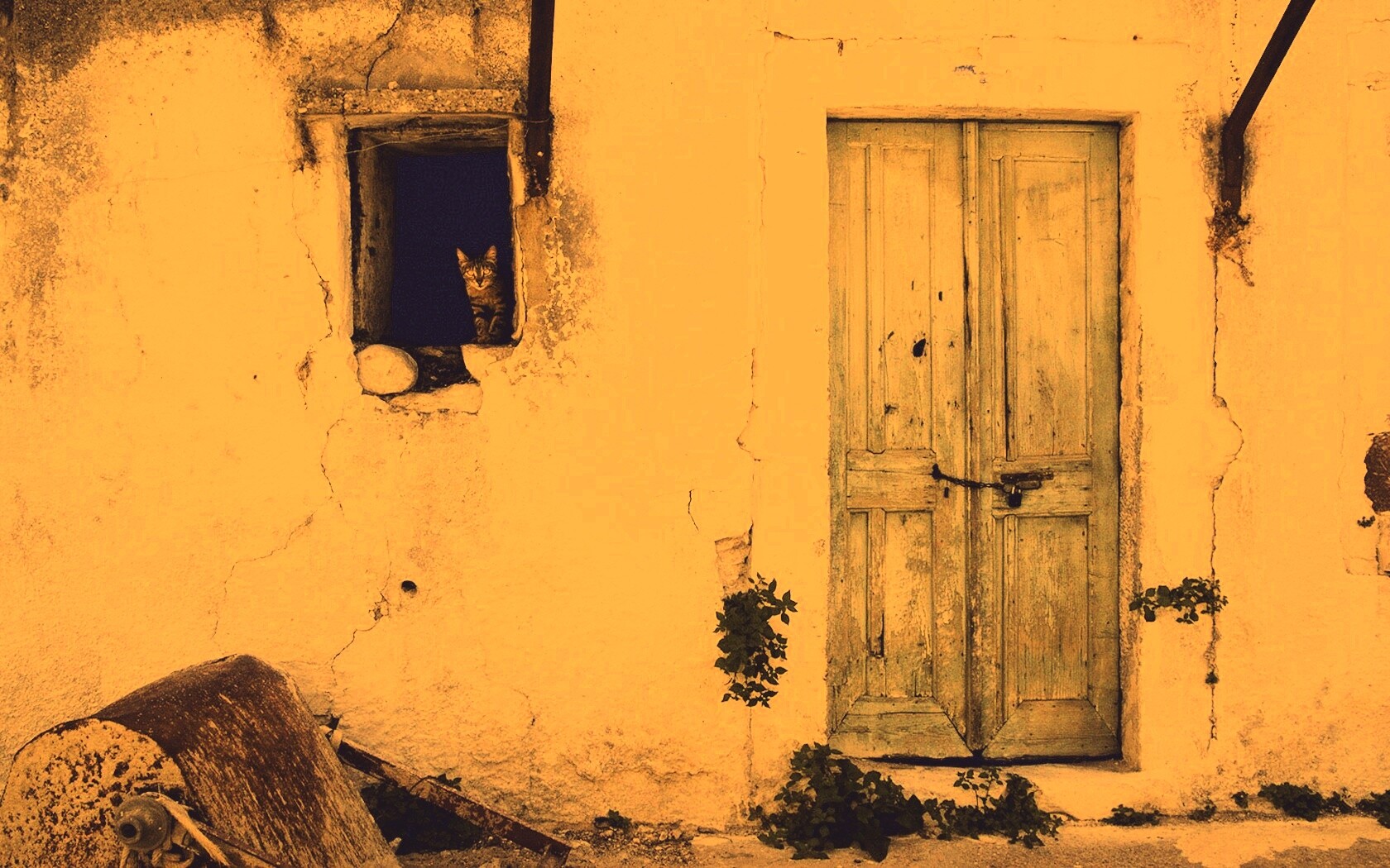 Кот выглядывает из разрушенного дома обои