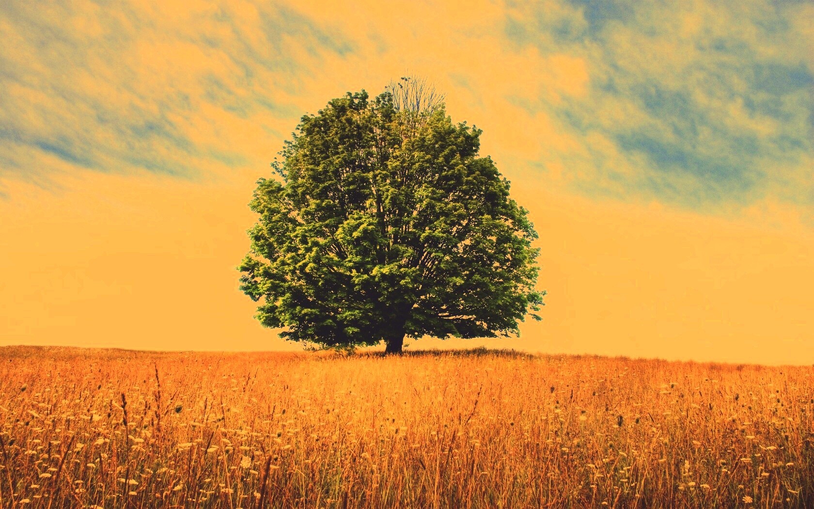 Зеленое дерево в желтом поле обои
