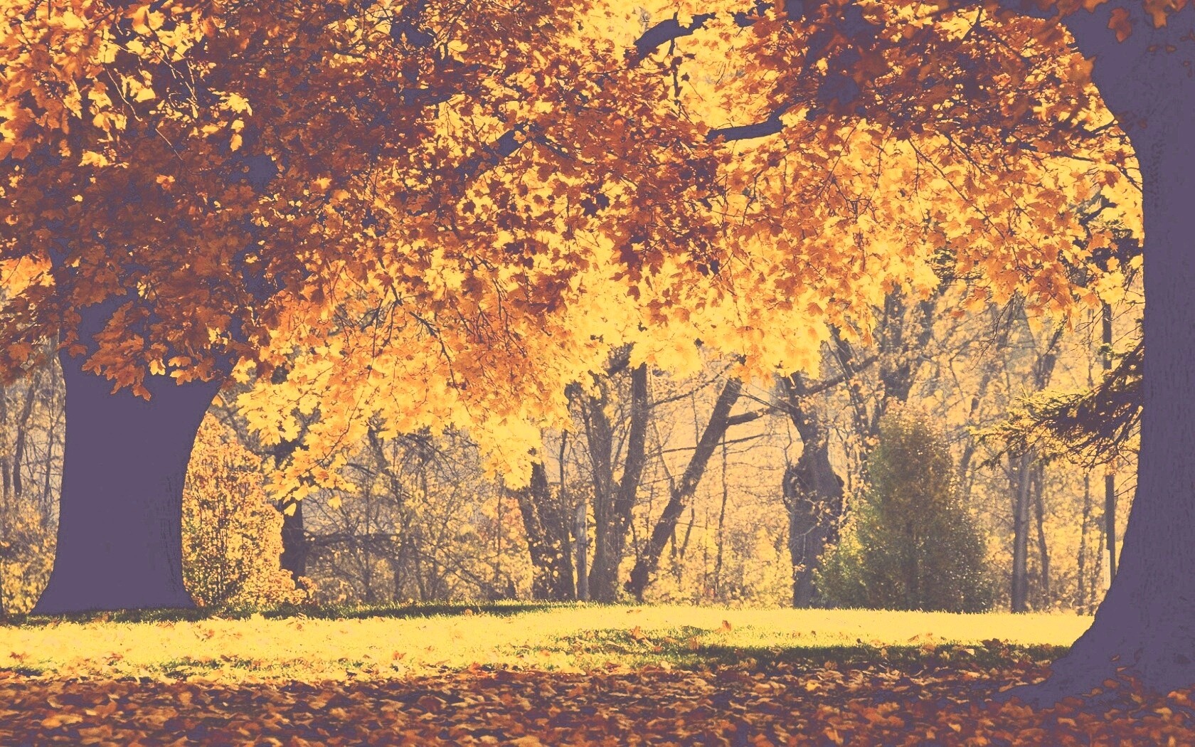 Размашистое осеннее дерево обои