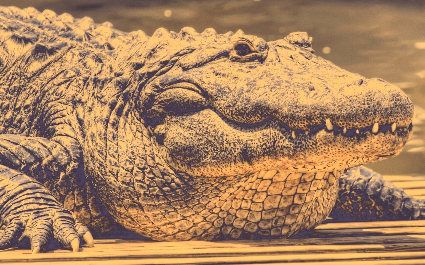 Синий крокодил обои