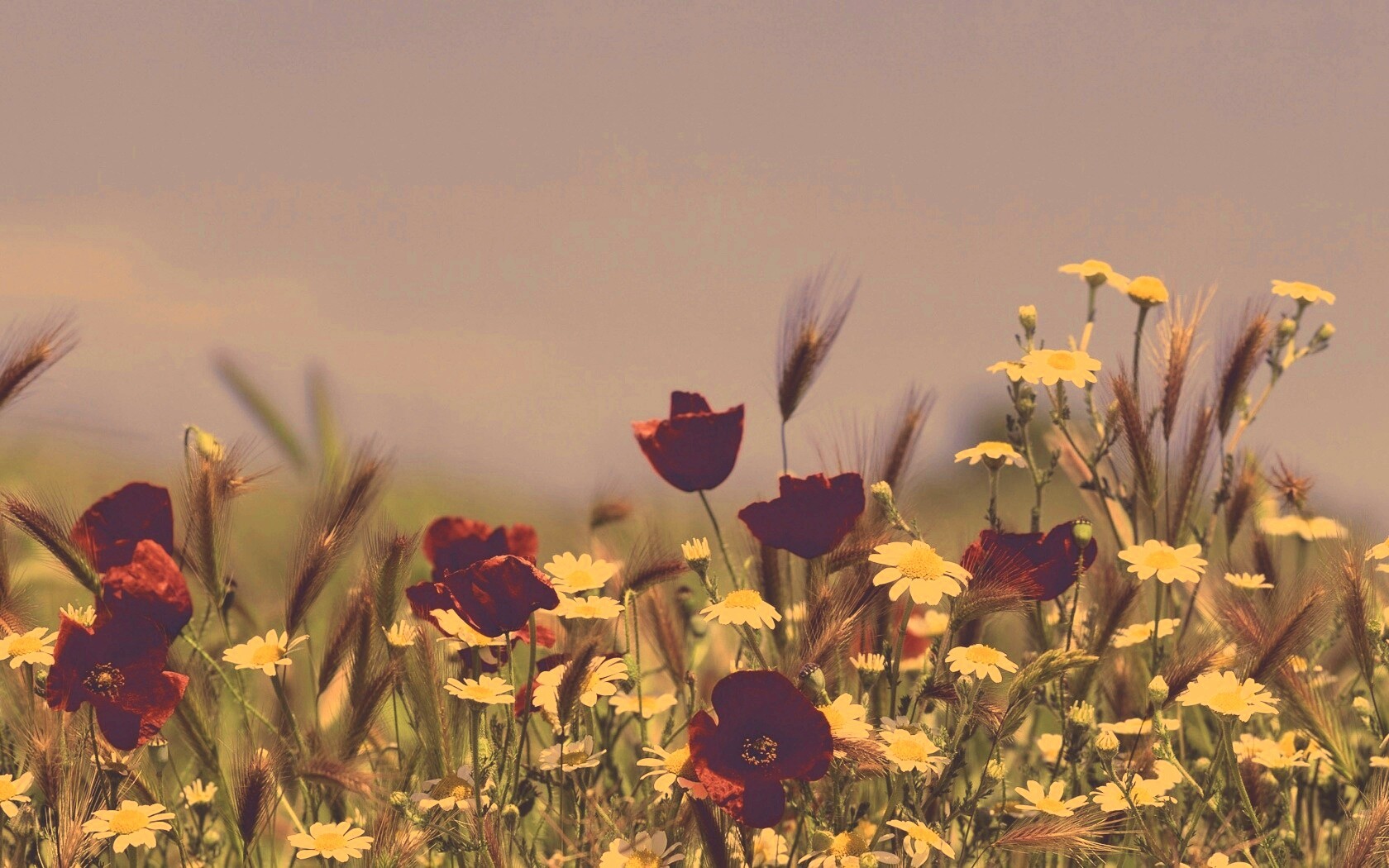 Цветы в поле обои