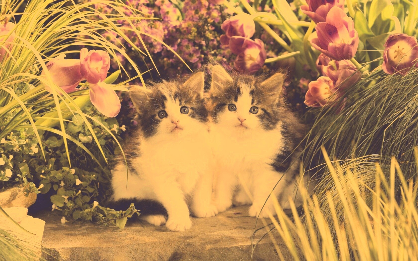 Котята в цветах обои
