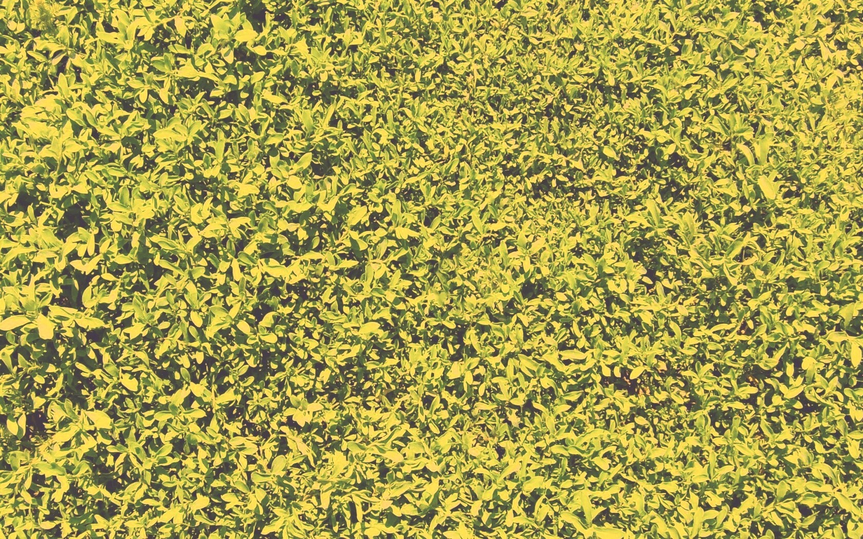 Чайные листья обои