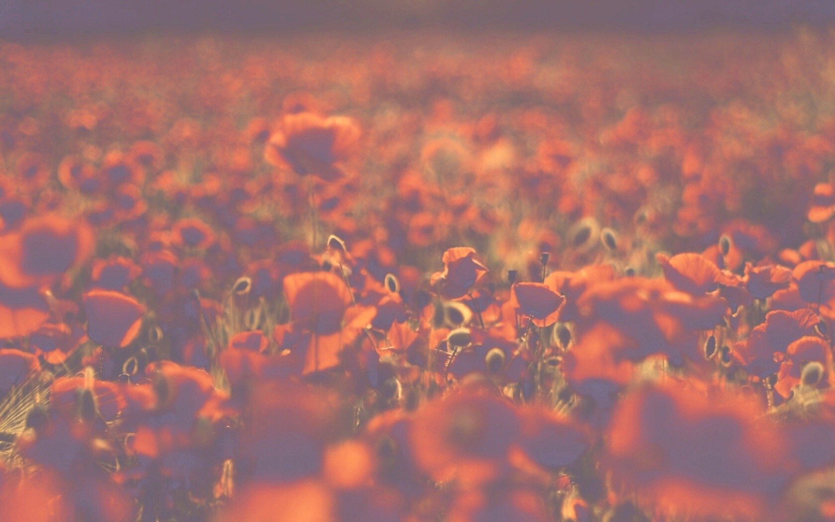 Маки в полях обои