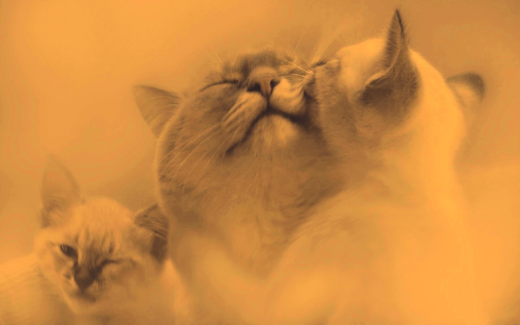 Котята с мамой обои