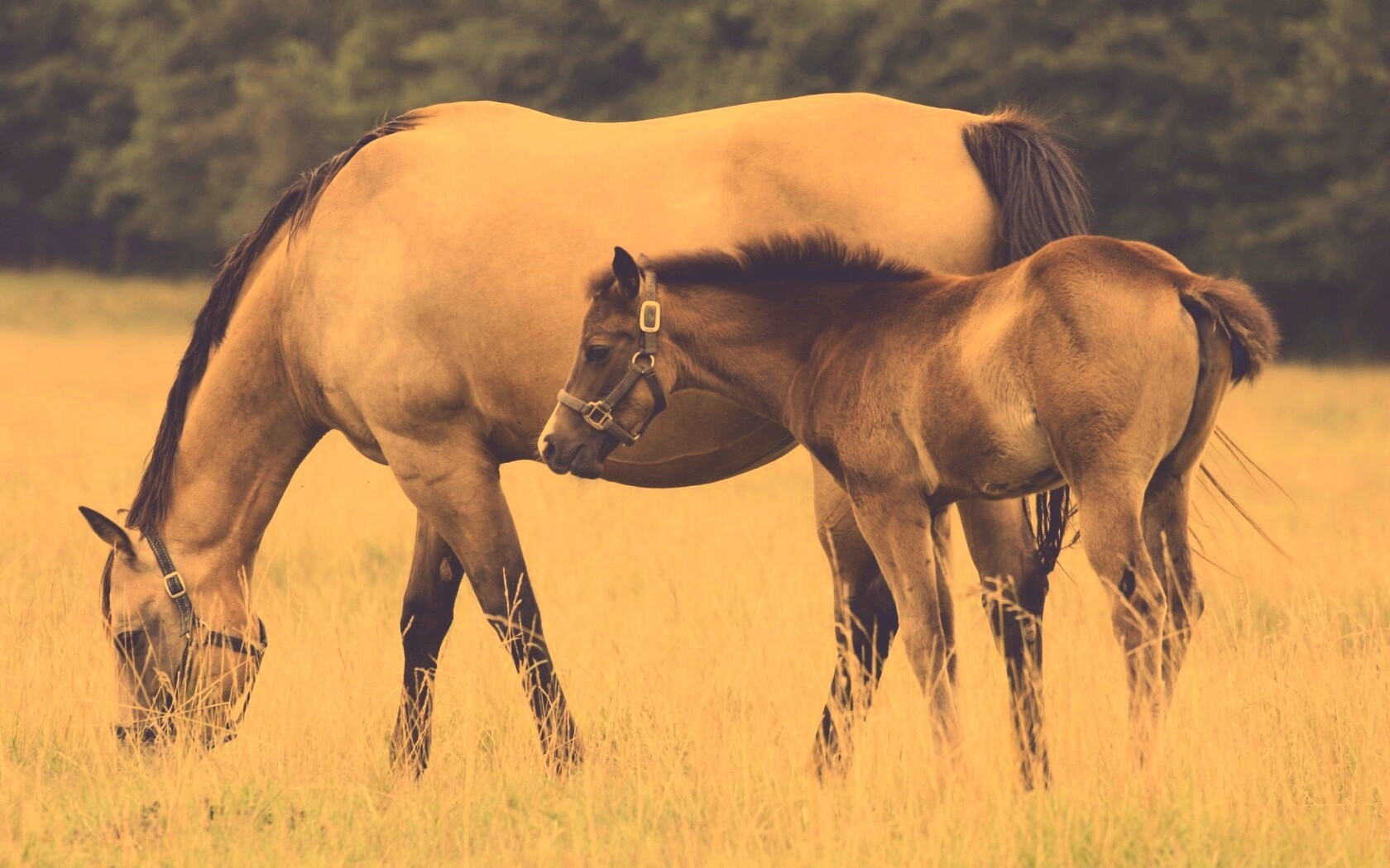 Жеребенок и беременная кобыла обои
