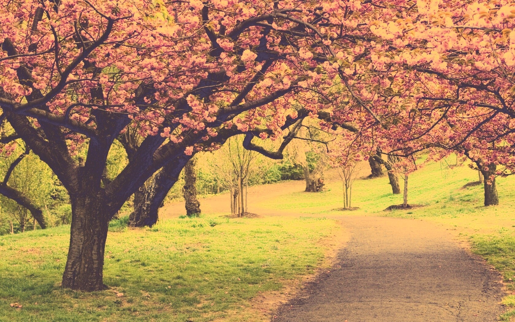 Дорожка между деревьями обои