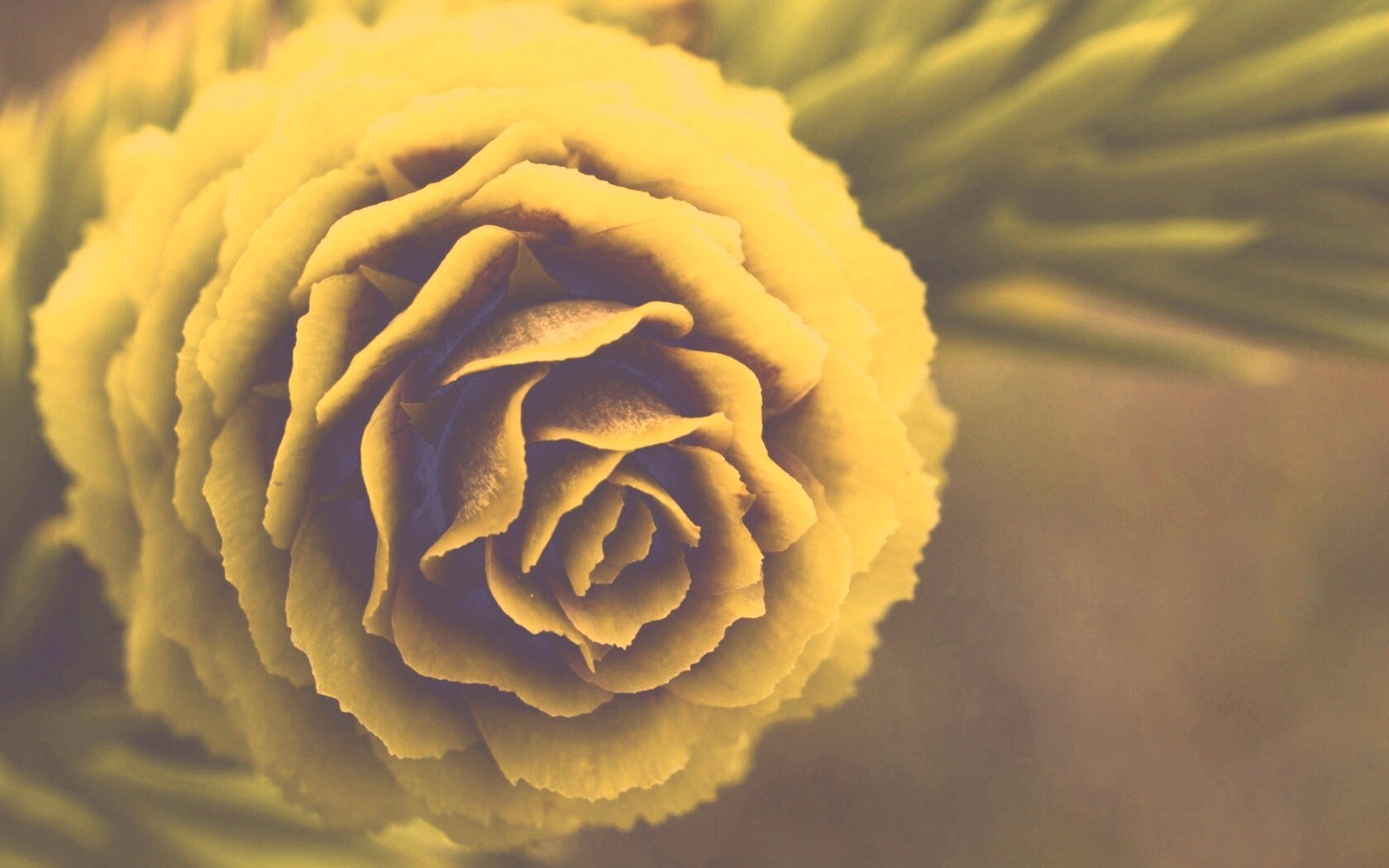 Молодая шишка обои