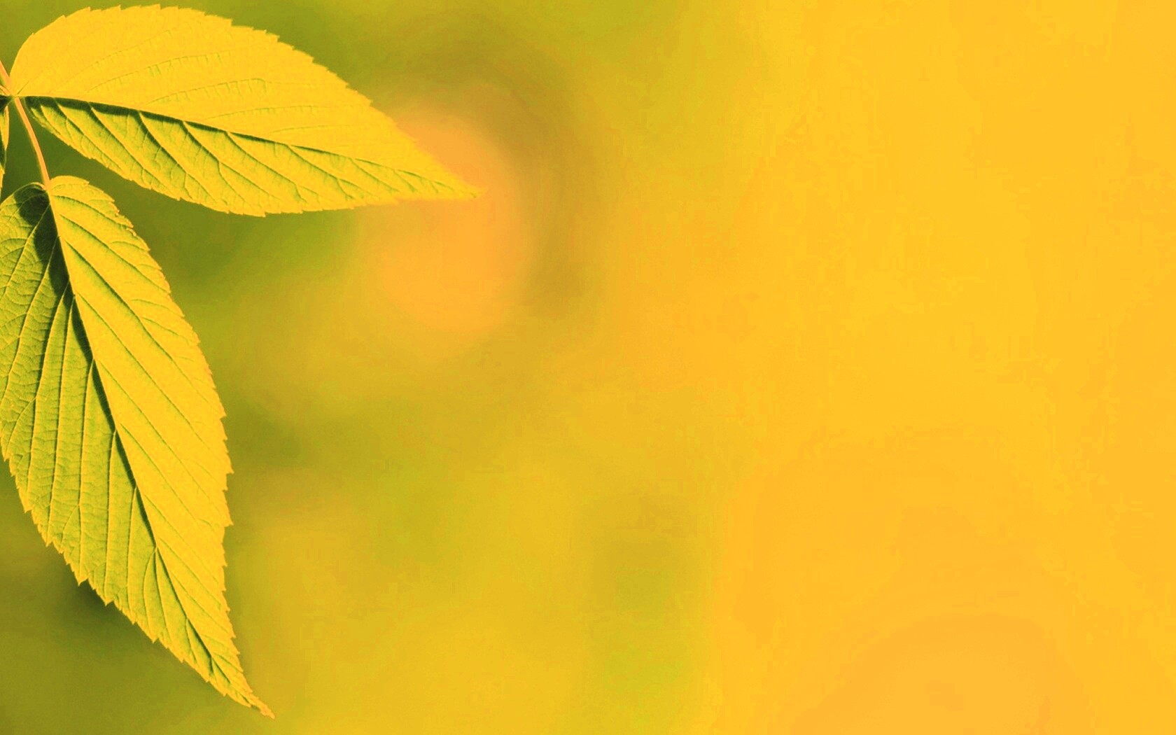 Два листа обои