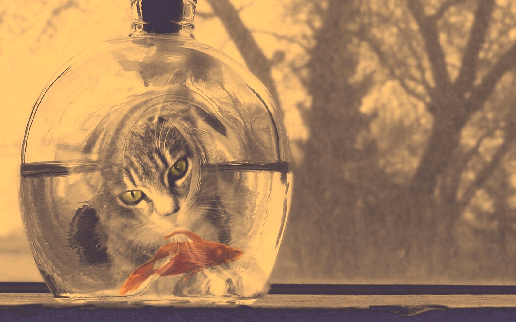 Кот наблюдает за рыбкой в бутылке обои