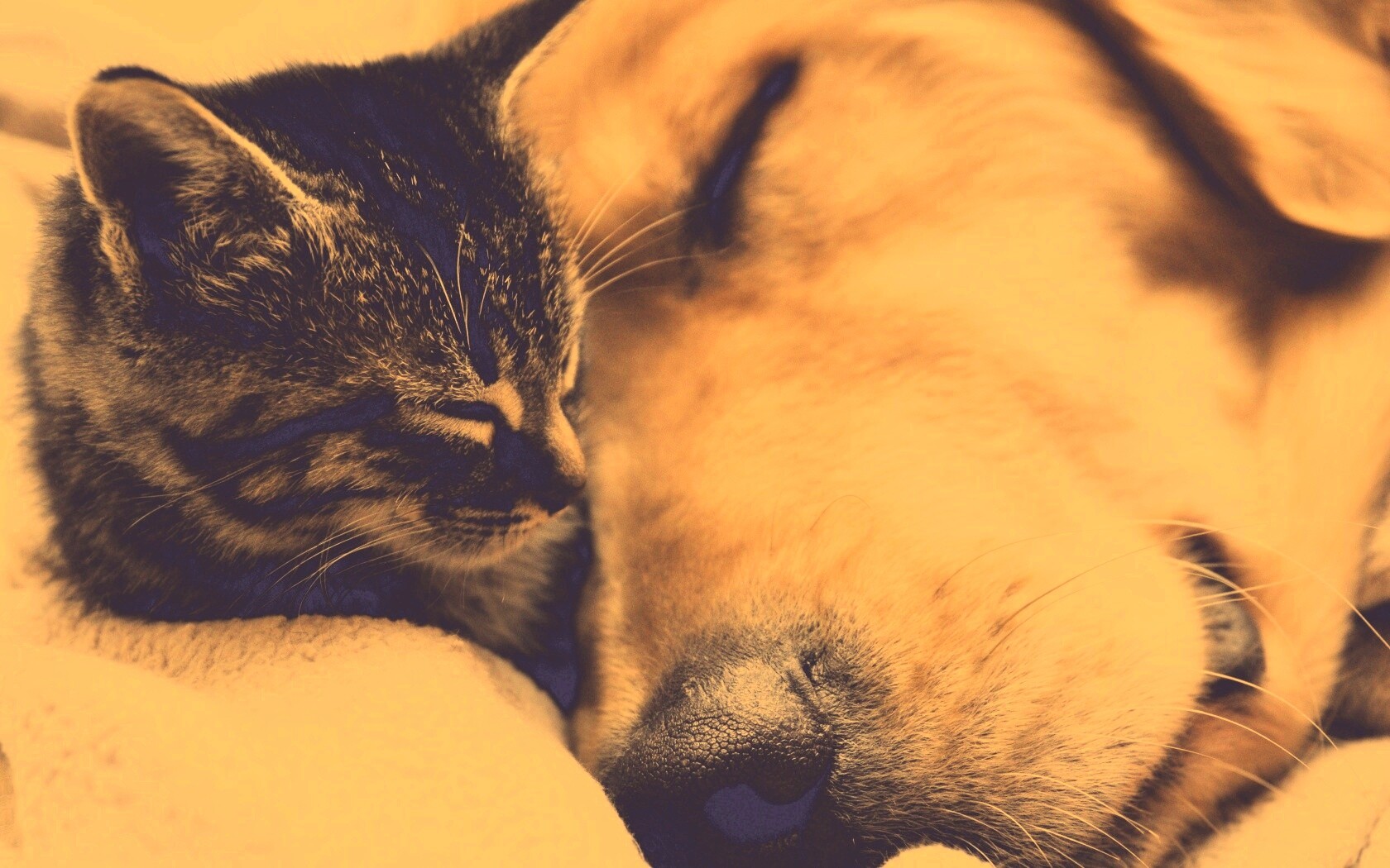 Кошка спит с собакой обои